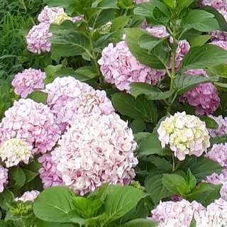 Апартаменты Guest House Lola Бар Апартаменты с видом на сад-16